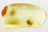 Fossil Clown Beetle (Eutheia) in Baltic Amber - Rare! #284699-2